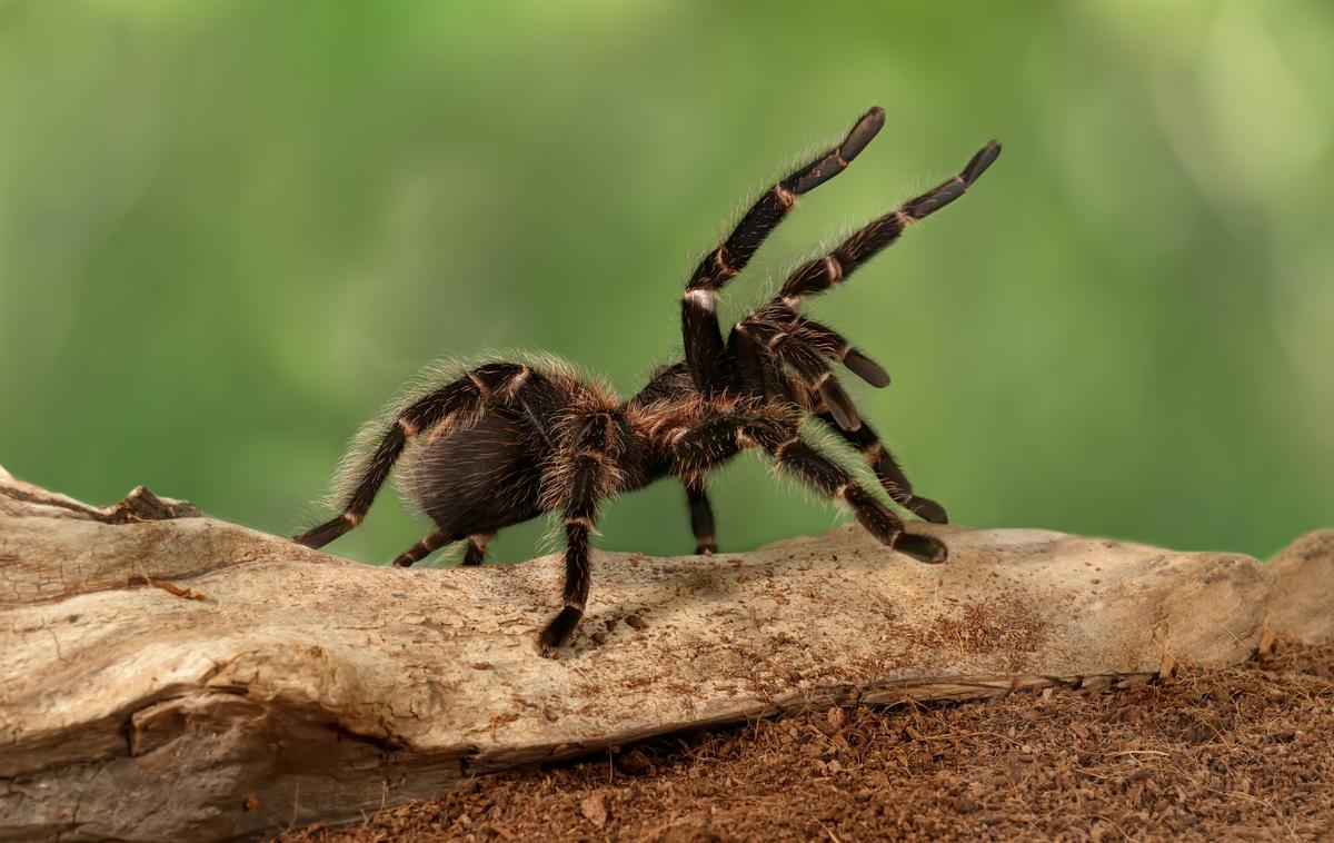 Pajek | Fotografija je simbolična. | Foto Shutterstock