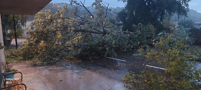 Prizor iz Lendave, kjer je močan veter podrl drevo, ki je padlo na cesto. | Foto: Bralec