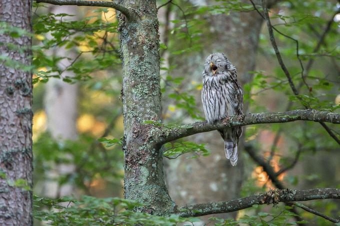 Sove so zaspane podnevi. | Foto: Fivia