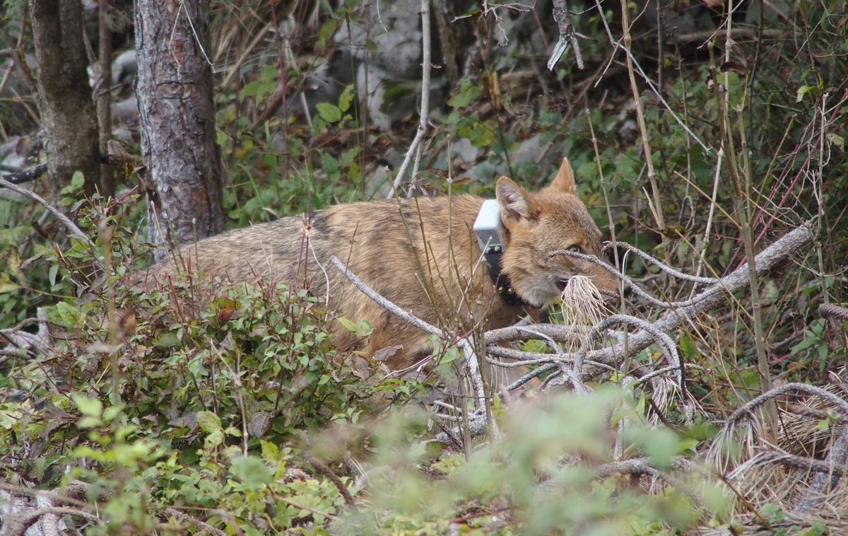 šakal | Evrazijski šakal je v nizu proučenih vrst predstavljal zelo zanimivo vrsto, saj je zanj značilno, da poseljuje prostor med urbanim in gozdnim prostorom, torej krajino s prevladujočim človekovim vplivom. | Foto Biotehniška fakulteta, Univerza v Ljubljani