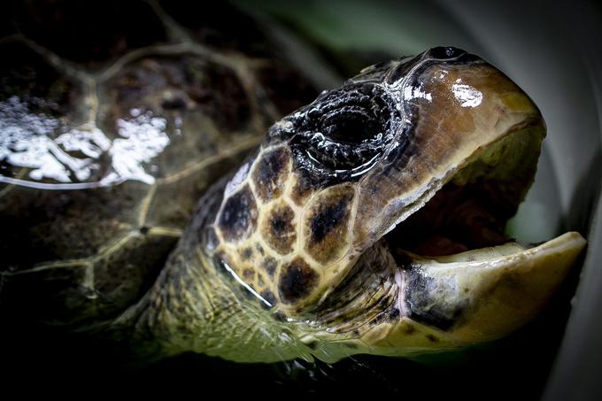 Direktorica in lastnica Aquariuma Pula je doktorica biologije Milena Mičić, v njem pa delajo vsi štirje družinski člani. Na fotografiji: Amadeo | Foto: Ana Kovač