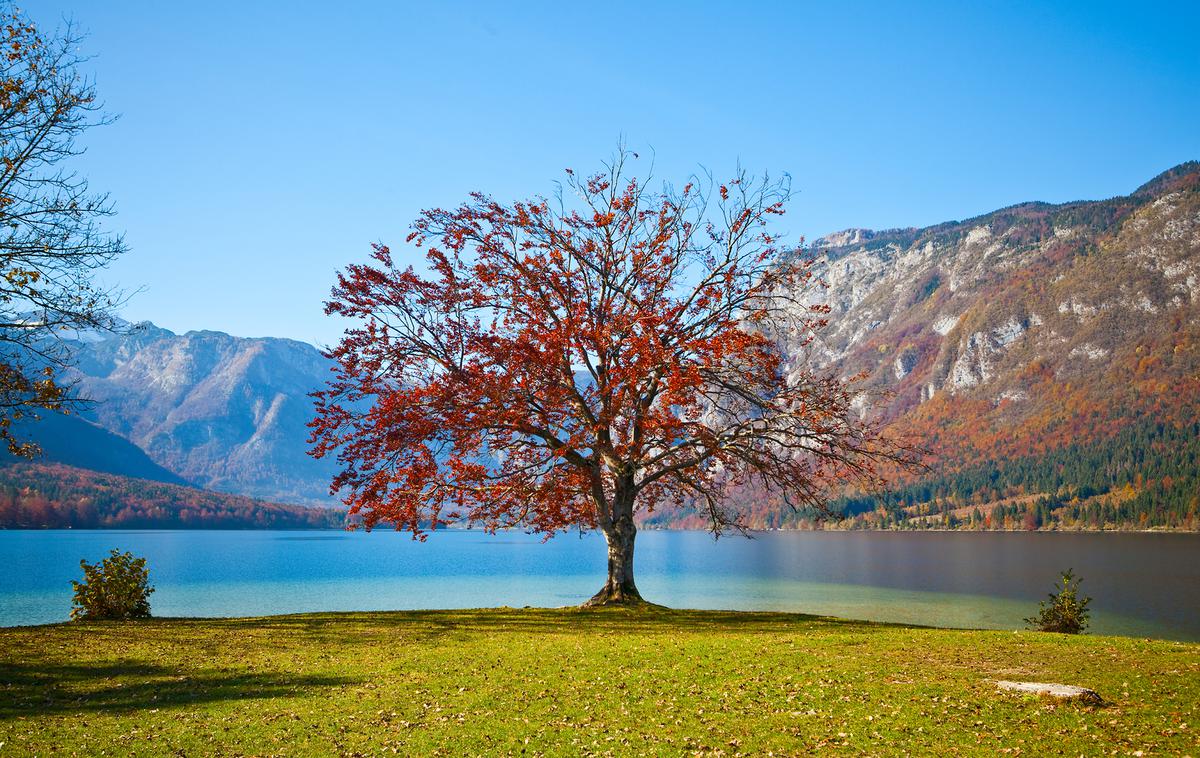 Bukev drevo Bohinj | Foto Jošt Gantar (www.slovenia.info)