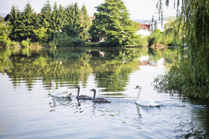 labodi Koseze Koseški bajer obročkanje | Foto: STA ,