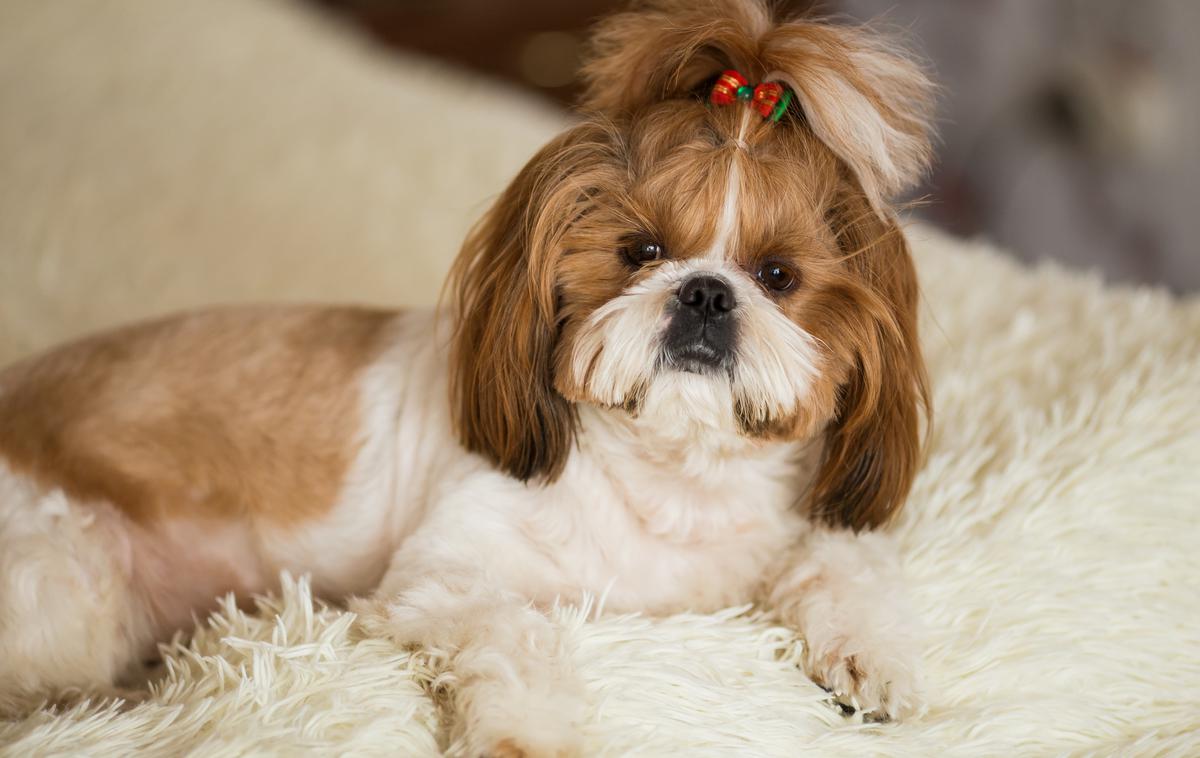 Shih-tzu | Med najbolj osupljivi lastnostmi shih tzujev je njihova gosta, dolga dlaka, ki zahteva redno nego. | Foto Shutterstock