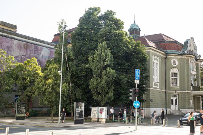 "To, kar zdaj doživljamo, ti odzivi ljudi na posege v drevesne sestoje v urbanem okolju, so v zadnjih letih v Sloveniji izrazito v porastu. Aktivisti niso ljudje, ki imajo morda preveč časa, ampak so opremljeni z znanjem o pomembnosti zelenja za ljudi in se zavedajo nepovratnosti teh posegov," pravi Simonetijeva. | Foto: Matic Prevc/STA