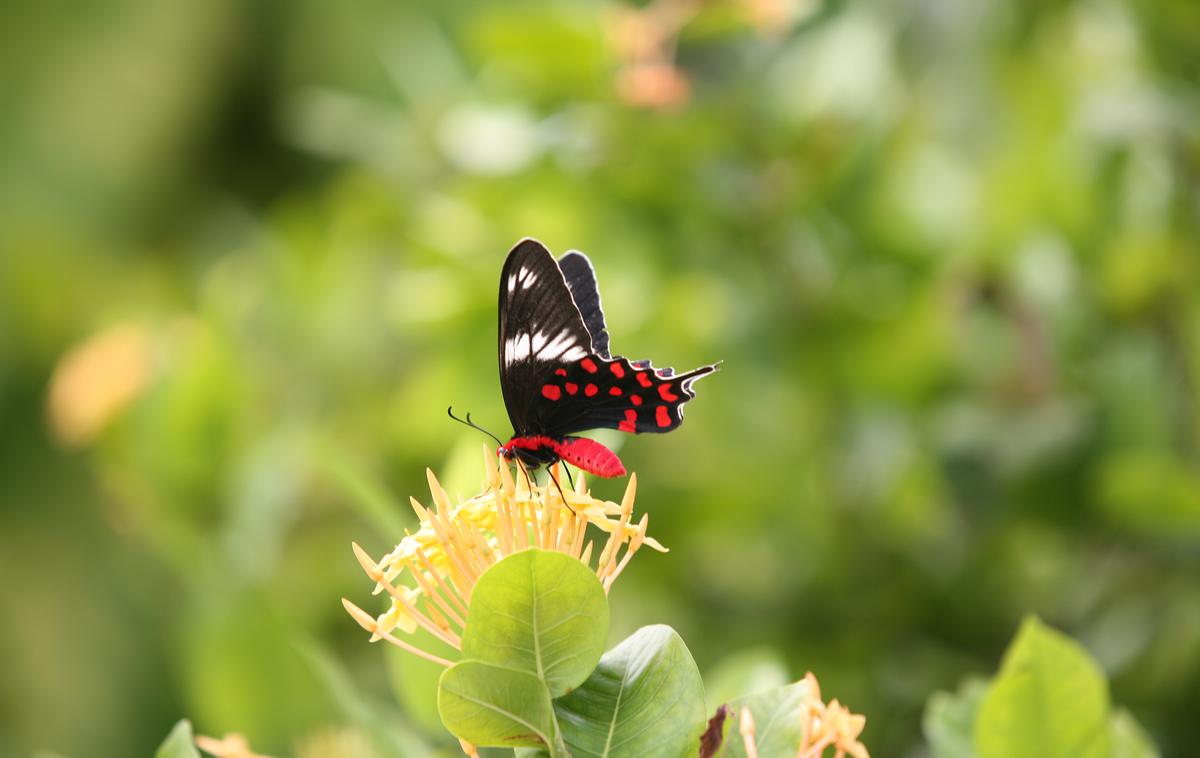 Metulj | V kozarce sta ujela 300 žuželk.  | Foto Shutterstock