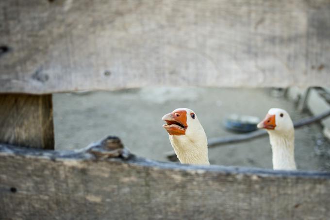 Pri hiši ne potrebujejo alarma. Na dogajanje glasno opozarjajo radovedne goske. | Foto: Ana Kovač