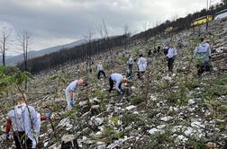 Na Krasu sadilo več kot 1300 prostovoljcev