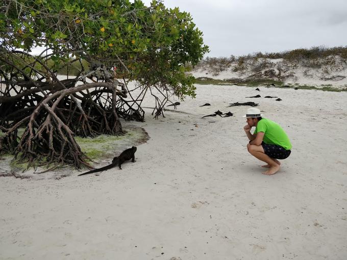 Santa Cruz, Galapagos, plaža Galpagos (Galapagos beach at tortuga bay), opazovanje iguan - november 2018 | Foto: osebni arhiv/Lana Kokl