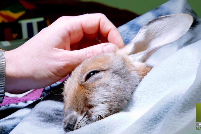 Oktober na Viasat Nature | Dokumentarna serija Veterinar avstralske divjine spremlja veterinarja z dolgoletno kariero Ricka Fennyja, njegovo družino in sodelavce ter njegovo mrežo veterinarskih klinik na odročnih področjih Zahodne Avstralije. | Foto Parade Media