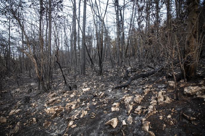 Pogorišče na Krasu. Požar. Kras. | Foto Bojan Puhek