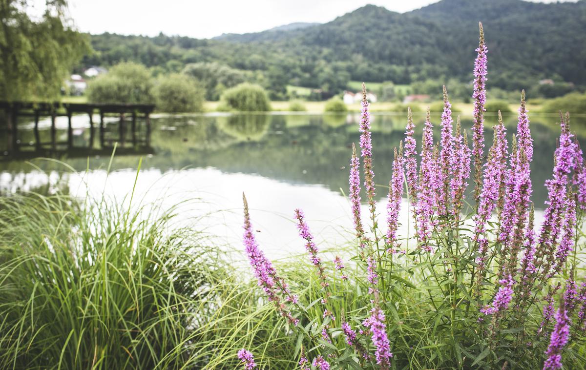 Podpeško jezero | Foto Bojan Puhek