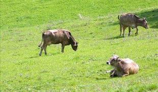 Krave so napadle in poškodovale planinko