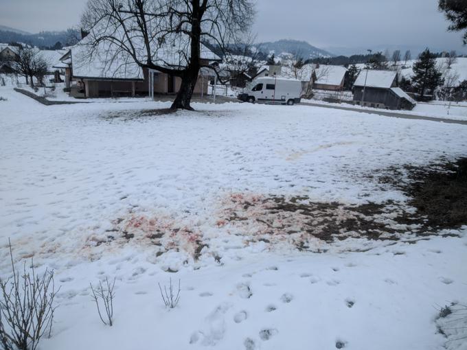 Po večkilometrskem begu pred volkovi se je jelen zatekel v naselje. Ob hiši družine Grintal so ga volkovi začeli trgati, pokončali so ga le nekaj metrov stran. Foto: Jan Kržič | Foto: 