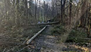 Previdno, to vas čaka na Rožniku