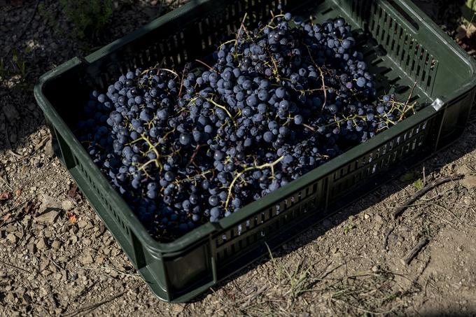 Letošnja trgatev v Brdih se bliža koncu, ob našem obisku je bil čas za trganje sorte cabernet franc. | Foto: Ana Kovač