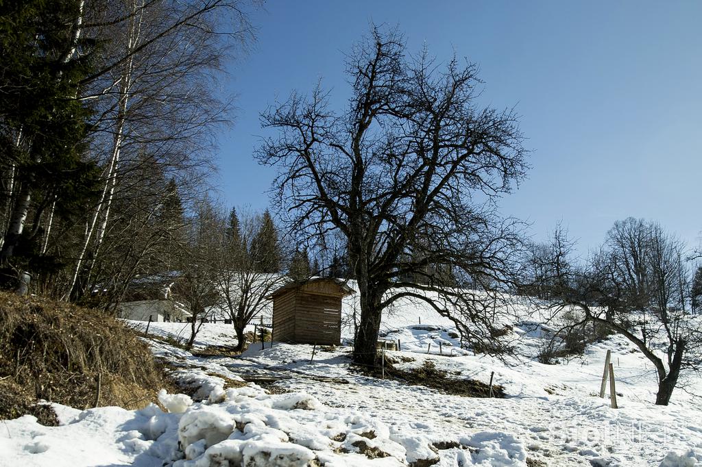 Kmetija Smolej Miha Planina pod Golico