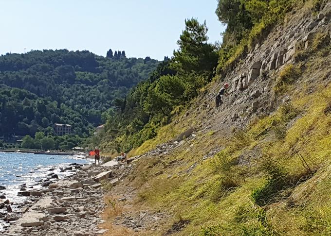 Slika prikazuje potek odstranjevanja krušljivih kamenin s klifa. Dostop do tega dela poti preprečuje obiskovalcem, ki nočejo upoštevati fizičnih ovir in opozorilnih napisov, za to usposobljen delavec.  | Foto: Občina Piran