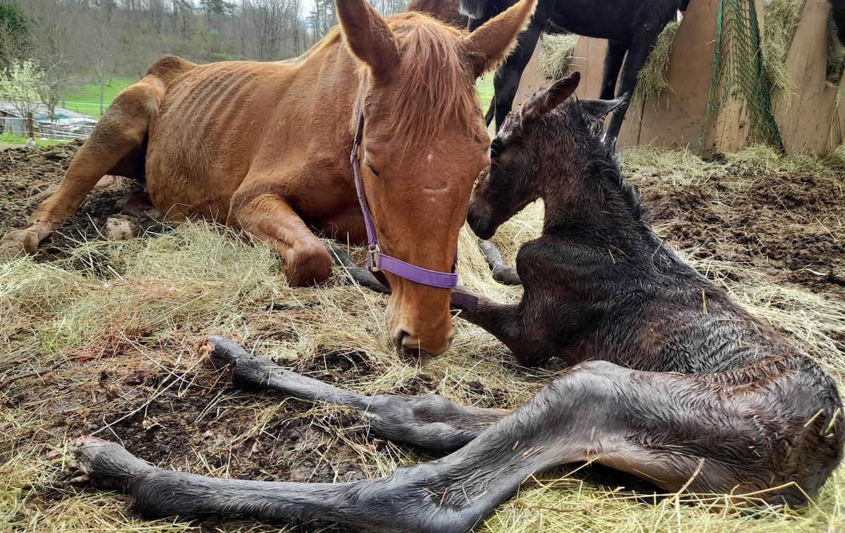 Podhranjeni konji iz okolice Postojne | Ena izmed fotografij sestradanih konj, ki so zaokrožile po družbenih omrežjih. | Foto Društvo za zaščito konj