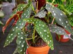 begonia maculata