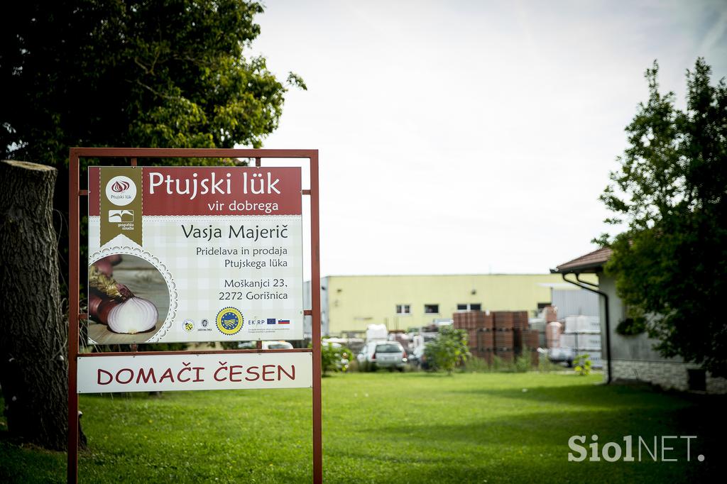 Kmetija majerič Branko Ptuj Ptujski lük čebula ohranitveno kmetijstvo