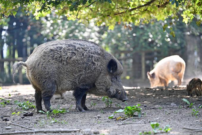 Divje svinje (na fotografiji), divje govedo in divji osli so bili verjetno pogosto na jedilniku lovcev in nabiralcev na Apeninskem polotoku v času paleolitika (starejše kamene dobe) in mezolitika (srednje kamene dobe).  | Foto: Guliverimage/Vladimir Fedorenko