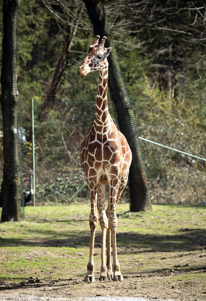 Žirafa samec Gal | Foto: ZOO Ljubljana