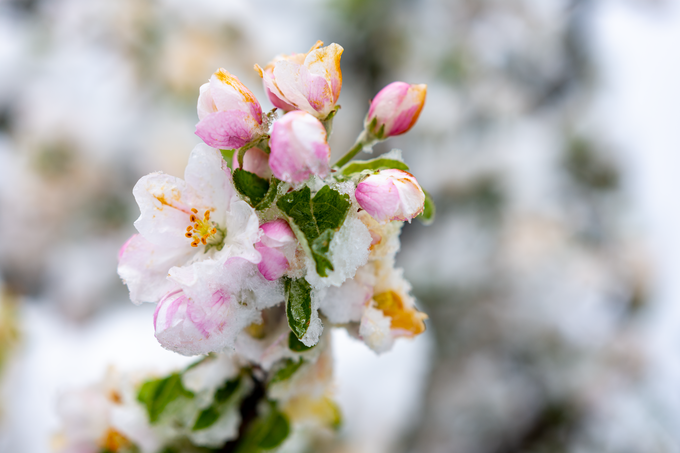 Za zaščito sadnih dreves se pred pozebo najbolj priporoča oroševanje.
 | Foto: Tim Grešak/Meteoinfo Slovenija