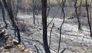 Na požarišču na Krasu odslej le še požarna in gasilska straža