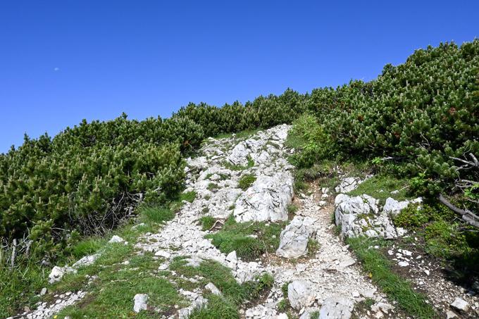 Vzpon med ruševjem | Foto: Matej Podgoršek