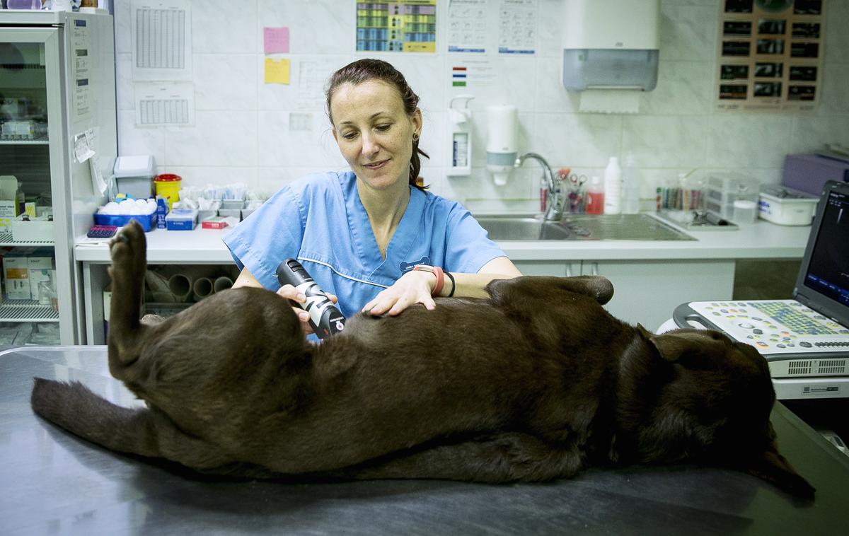 veterinarka Urška Drobnič | Z vidika varovanja okolja je zelo pomembno področje veterinarstva ravnanje z živalskimi stranskimi proizvodi. Neustrezno ravnanje z njimi namreč lahko predstavlja tveganje za okolje in zdravje, tako ljudi kot živali. | Foto Ana Kovač