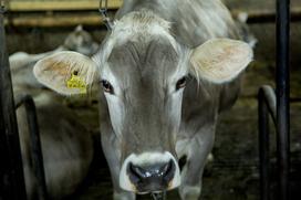 Kmetija Klančar Marjan Anita Pivk mlečni izdelki mleko krava kmetija Zadlog Črni vrh pri Idriji