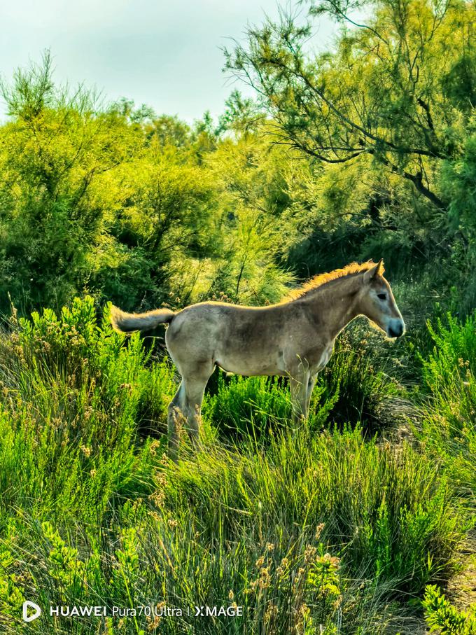 Gorazd_Golob_Velike (3)_1200 | Foto: Gorazd Golob / Huawei