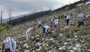 Na Krasu sadilo več kot 1300 prostovoljcev