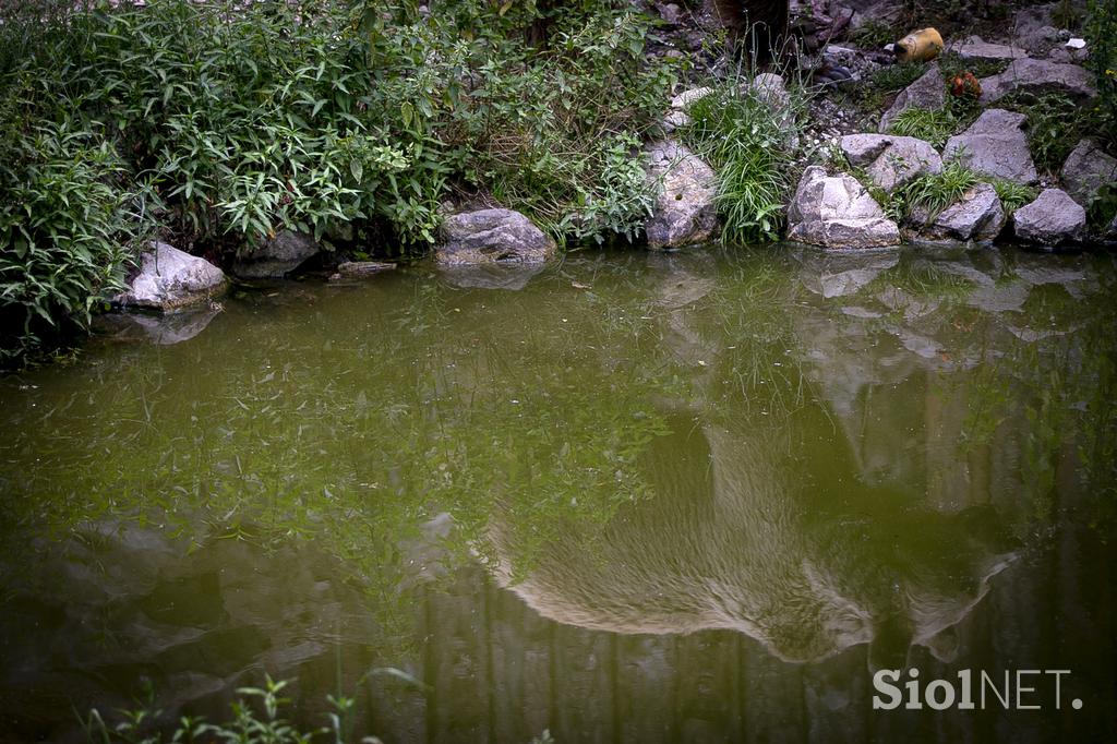 Živali v ljubljanskem živalskem vrtu se hladijo s sladoledom