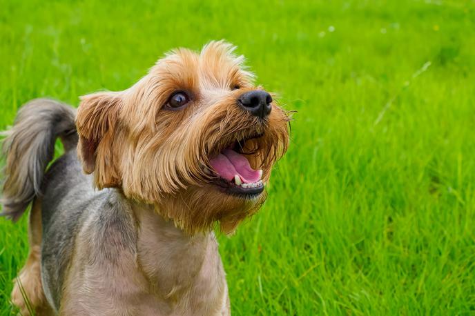 Yorkshirski terrier | Foto Shutterstock