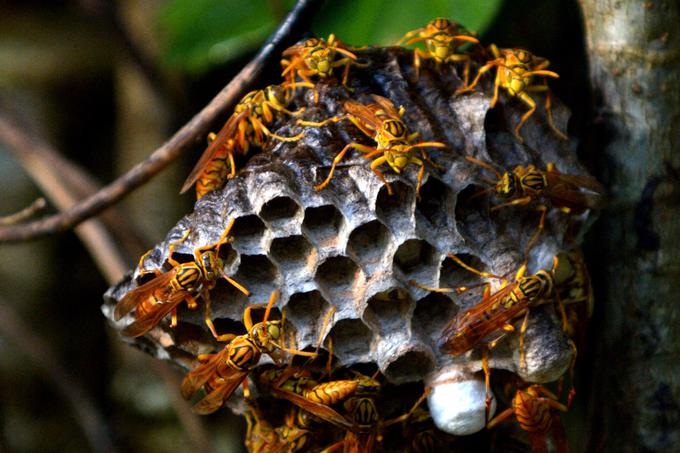 Pik navadne papirne ose (Polistes dominula), na katero lahko naletimo tudi pri nas, po opisu Justina Schmidta boli tako, kot da bi nam na odprto rano nekdo zlil kislino. Rdeča papirna osa, ki pa je doma predvsem v Severni Ameriki, pa piči še malce bolj boleče.  | Foto: Thinkstock