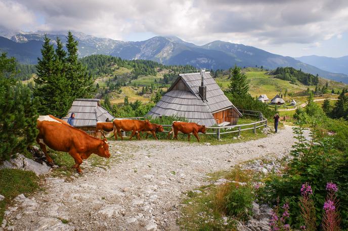 Velika planina | Foto STA