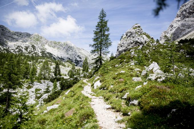 Pot na Zasavsko kočo na Prehodavcih (Prehodavci) | Foto: Ana Kovač