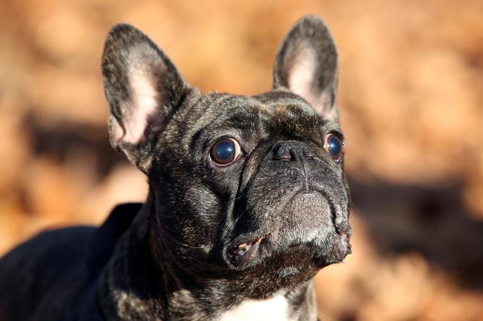 Francoski buldog | Foto Reuters