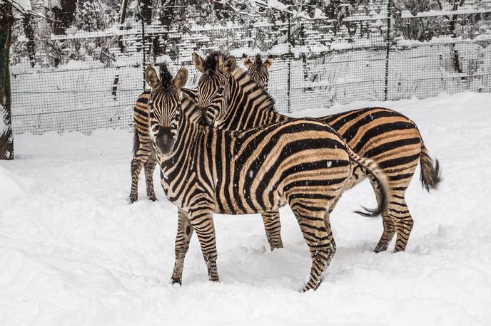 živali | Foto ZOO Ljubljana