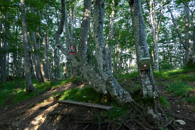 Potoška gora je neizrazit gozdnat vrh. | Foto: Matej Podgoršek