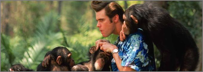 V nadaljevanju uspešnice iz leta 1994 se Ace Ventura (Jim Carrey) poda v afriško džunglo z nalogo, da najde Šikako, pogrešano sveto žival plemena Vačuti. S svojo pojavo povzroči pravi kaos in kot za šalo pomete z vsem, kar mu pride na pot. • V petek, 24. 7., ob 21. uri na Planet 2.*

 | Foto: 