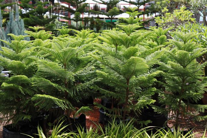 Robin za naravno božično drevesce predlaga sobno različico – tako imenovano sobno smreko (Araucaria heterophylla) z etažno razvrščenimi vejami in tankimi mehkimi svetlo zelenimi iglicami. | Foto: Shutterstock