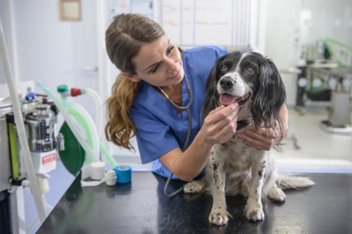 Veterinarka | Foto Getty Images