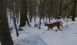 V okolici Snežnika v objektiv ujeli tega lepotca #video