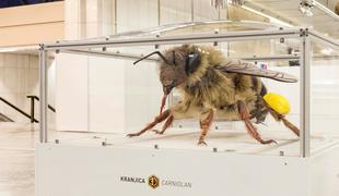 V Ljubljano priletela gigantska čebela #foto