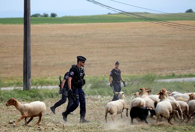 Policija je imela opravka tudi z živalmi | Foto: Reuters