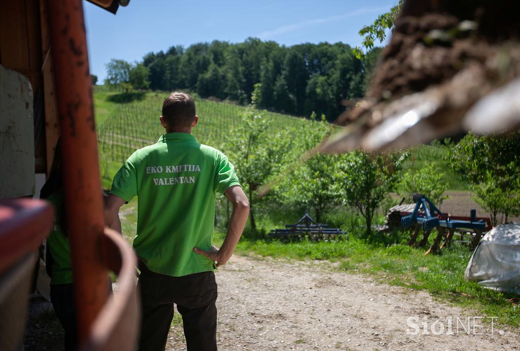 Ekološka kmetija Valentan Vodole Malečnik vino vinograd