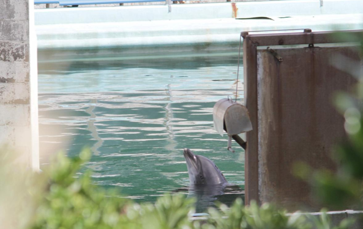 Delfin, Inubosaki | 18-letna delfinka Honey že od januarja sameva v premajhnem bazenu sredi opuščenega akvarija.  | Foto Reuters